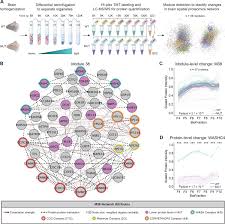 Start date jan 5, 2010. Genetic Disruption Of Washc4 Drives Endo Lysosomal Dysfunction And Cognitive Movement Impairments In Mice And Humans Elife