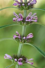 Image result for Leonurus japonicus