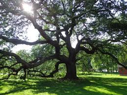 (elizabeth city county and the town of phoebus voted to consolidate with the city of hampton in 1952). Emancipation Oak Awe Inspiring Nature Combined With History Review Of Hampton University Hampton Va Tripadvisor