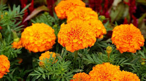 Informasi seputar bunga marigold, 12 manfaat bunga marigold bagi kesehatan, serta tips bunga marigold bisa dikonsumsi ataupun diolah dengan berbagai cara untuk memperoleh manfaatnya. Cara Menanam Bunga Tahi Ayam Dan Perawatannya Agar Tumbuh Merekah Ilmubudidaya Com