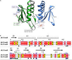 His postings overseas included romania. Frontiers Identifying A Molecular Mechanism That Imparts Species Specific Toxicity To Yoeb Toxins Microbiology