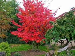 Que Faire Ce Mois Dans Mon Jardin Annetois Idees Jardin Terrasse Jardin Jardins