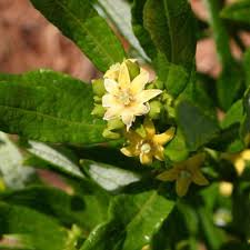 Image result for Fadogia arenicola