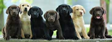 We are farm and family orientated first and foremost. Labrador Retriever Puppies