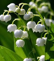 Comptine joli mois de mai. Decouvrez Quelle Est Votre Fleur De Naissance Et Ce Qu Elle Dit De Vous