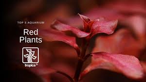 Adding live plants to your aquarium is the best. Top 5 Red Aquarium Plants Youtube