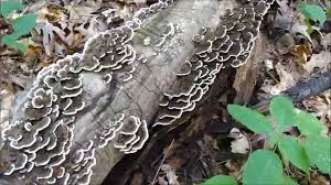 Image result for turkey tails mushrooms