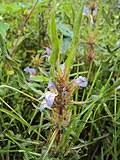 Image result for Hygrophila okavangensis