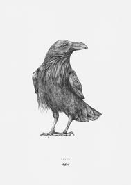 Tokyo printing ink top level printing ink touchcode toyo ink america llc triangle ink co. Wild Bird Art Print Print Of Hand Drawn Black Ink Drawing Raven Illustration