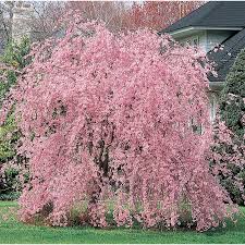 3 64 Gallon Pink Double Flowering Weeping Cherry Feature Tree In Pot L10580 Lowes Com Potted Trees Weeping Cherry Tree Flowering Trees
