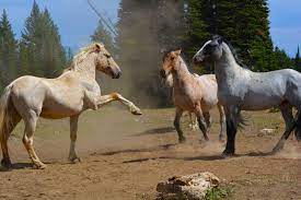 So far as the nonexistence of the horse in ancient america is concerned, the question has forever been set at rest by the discovery of the remains of this animal all over the land; The Best Places To See Wild Horses In North America Travel Smithsonian Magazine