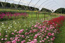 Planting vegetable seeds or transplants at the correct time is important to getting the most out of your garden. Web Resources Cut Flowers Nc State Extension