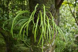 Image result for Lepisorus