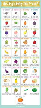 21 Weeks Pregnant Fruit Chart Bedowntowndaytona Com