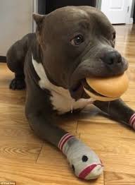 Dog Holds Burger In His Mouth Before Gobbling It Up Dogs Animals Dog Eyes