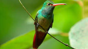 Among these, some are world's smallest bird species which we have listed in this video. Smallest Birds Photos Life Of Hummingbirds National Geographic Channel International