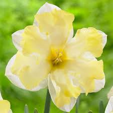 From Classic To Quirky Daffodils Are A Fail Safe Way To Cheer Up Any Garden Plant These Daffodil Bulbs Now For A Daffodil Bulbs Narcissus Bulbs Bulb Flowers
