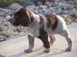 So, we started our search for a good gwp from dual lines. German Wirehaired Pointer Info Temperament Puppies Pictures