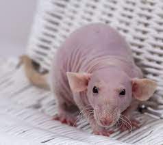62 Beautiful Hairless Pet Rats Ideas In 2021 Pet Rats Rats Hairless