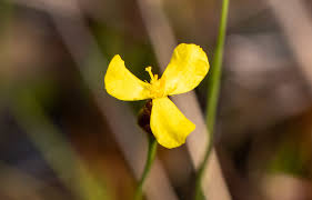 Image result for Tephrosia lurida