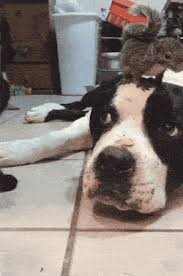 15 Funny Animal Gifs Funnyfoto Funny Animal Videos Funny Animals Cute Funny Animals
