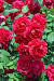 Home Simple Flower Garden