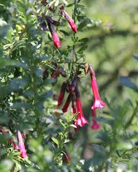 Image result for Cantua