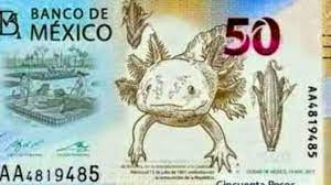 Mexican Axolotl Will Be The New Image Of The 50 Peso Bill The Yucatan Times