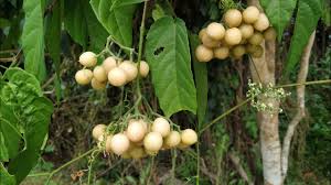 Image result for Cayratia gracilis