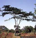 Image result for Albizia adianthifolia