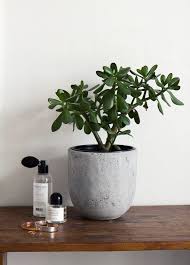 To grow lush and healthy, jade needs plenty of sunlight, so pick your brightest room to place it in. Rahapuu Kaikki Mita Rakastin Plants Jade Plants Jade Tree