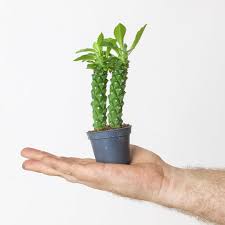 Image result for Monadenium discoideum
