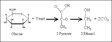 Chemical Formula For Fermentation