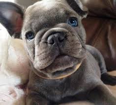 Sahibinden ücretsiz veya satılık french bulldog ilanları ve french bulldog fiyatları hakkında bilgi alın, sahiplenme yapın. Healthy French Bulldog Puppies Available For Sale For Sale In Oklahoma City Oklahoma Classified Americanlisted Com