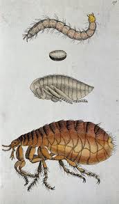 Therefore, treating your yard is an essential part of flea eradication. How To Get Rid Of Fleas In Your Yard Lawnstarter