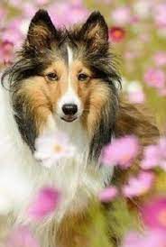 Pin By Gail Williams On Country Pink Dog Flower Cosmos Flowers Natural Dog
