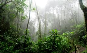 Jungle scout's sales analytics tool is your financial command center. A Jungle Trek In Thailand These Foreign Roads
