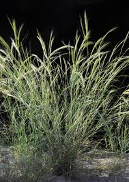 Image result for Aristida diminuta