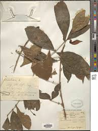 Image result for Petersianthus