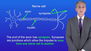 Maybe you would like to learn more about one of these? Gcse Science Revision Biology Animal Cell Specialisation Youtube