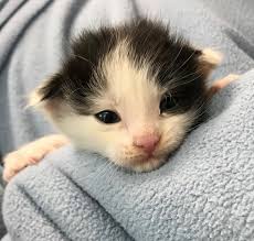 According to the humane society, kittens don't have motor skills at first and their eyes don't open until the while most animals have a natural instinct to relieve themselves, kittens don't catch on to this how can i help my newborn kitten poop? Kitsap Humane Society Newborn Kitten Alert