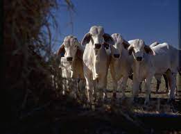 Brahman Breed May Impact The Future Top Headlines Wlj Net
