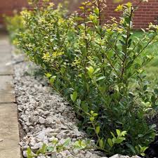 The evergreen shrubs and hedges are considered important from the point of landscaping. Ilex Crenata Hedge Plants Japanese Holly Best4hedging