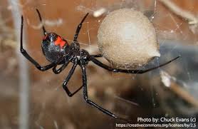 They hide during the day in tiny crevasses or rodent holes, and creep out onto their webs during the night. Black Widow Spider Description Habitat Image Diet And Interesting Facts