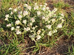 Image result for Helichrysum candolleanum