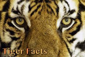 Typically, the birth of a litter of cubs takes about an hour, with cubs being born every 15 to 20 minutes. Tigers Facts For Kids Adults Pictures Video In Depth Information