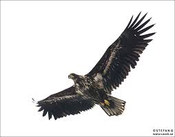 These birds are adapted to an aquatic existence with webbed feet, flattened bills, and feathers that are excellent at shedding water due to an oily coating. Havsorn Over Kallby Dammar Bildbloggen