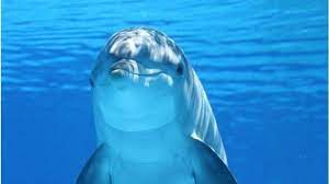 Berikut beberapa daftar jenis makanan ikan nila supaya cepat besar mulai nila kecil hingga akibat buruk lainnya adalah sisa endapan pakan pelet jika tidak habis dimakan oleh ikan. Arti Mimpi Yang Berkaitan Dengan Ikan Ada Pertanda Baik Namun Waspadalah Bila Mimpi Dimakan Ikan Tribun Batam