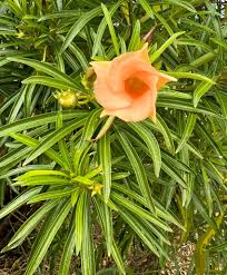 Image result for Cascabela