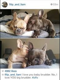 Filip And Liam The French Bulldog Brothers Frenchie Bulldog Cute Dogs Bulldog